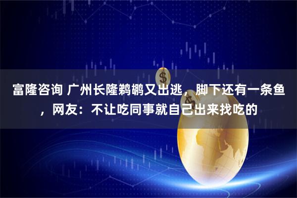 富隆咨询 广州长隆鹈鹕又出逃，脚下还有一条鱼，网友：不让吃同事就自己出来找吃的